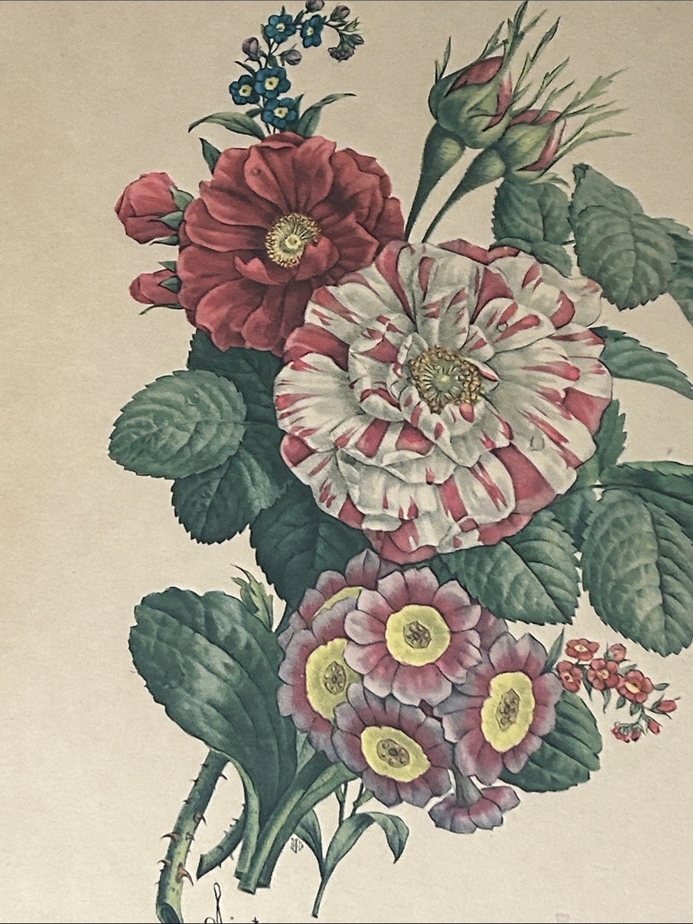 Vintage Floral Botanical Print in Brown Frame - Red, Pink, Green - Picture 6 of 11